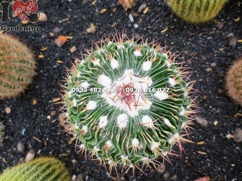 Cây Xương Rồng Trúc Ngọc Trung – Ý Nghĩa, Cách Chăm Sóc & Mua Bán Sỉ Lẻ Giá Tốt Tại TP.HCM