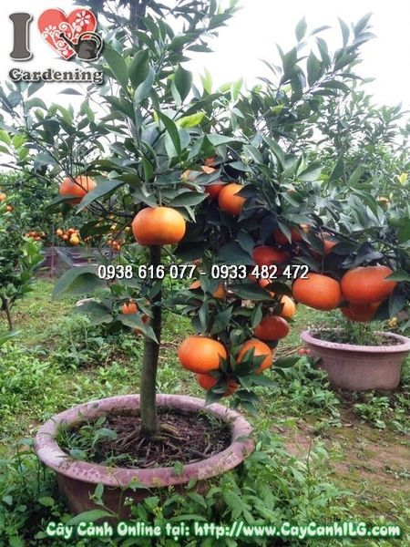 Cây Cam Vàng – Ý Nghĩa, Cách Chăm Sóc & Mua Bán Sỉ Lẻ Giá Tốt Tại TP.HCM