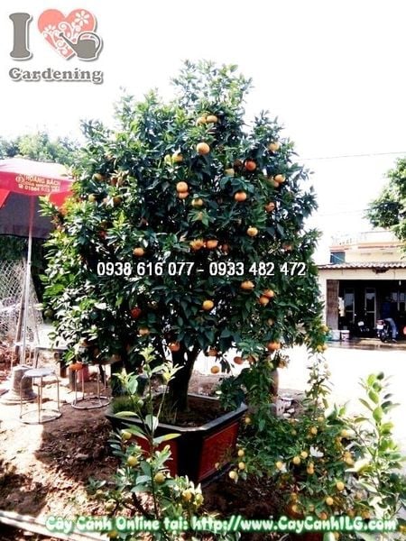 Cây Cam Vàng – Ý Nghĩa, Cách Chăm Sóc & Mua Bán Sỉ Lẻ Giá Tốt Tại TP.HCM