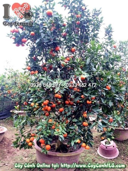 Cây Cam Vàng – Ý Nghĩa, Cách Chăm Sóc & Mua Bán Sỉ Lẻ Giá Tốt Tại TP.HCM