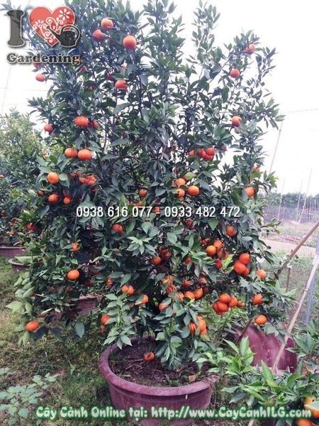 Cây Cam Vàng – Ý Nghĩa, Cách Chăm Sóc & Mua Bán Sỉ Lẻ Giá Tốt Tại TP.HCM