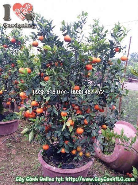 Cây Cam Vàng – Ý Nghĩa, Cách Chăm Sóc & Mua Bán Sỉ Lẻ Giá Tốt Tại TP.HCM