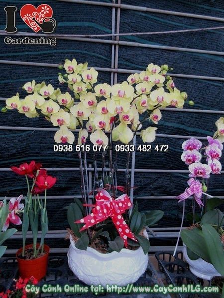 Cây Chậu Phong Lan Hồ Điệp – Ý Nghĩa, Cách Chăm Sóc & Mua Bán Sỉ Lẻ Giá Tốt Tại TP.HCM