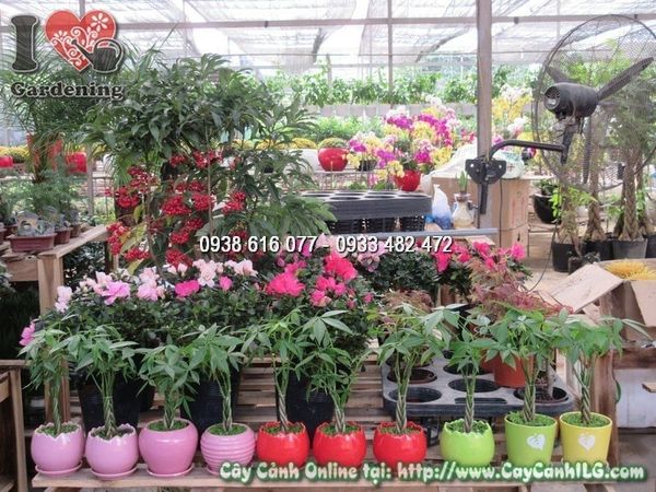Cây Kim Ngân – Ý Nghĩa, Cách Chăm Sóc & Mua Bán Sỉ Lẻ Giá Tốt Tại TP.HCM