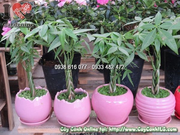 Cây Kim Ngân – Ý Nghĩa, Cách Chăm Sóc & Mua Bán Sỉ Lẻ Giá Tốt Tại TP.HCM