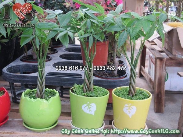 Cây Kim Ngân – Ý Nghĩa, Cách Chăm Sóc & Mua Bán Sỉ Lẻ Giá Tốt Tại TP.HCM