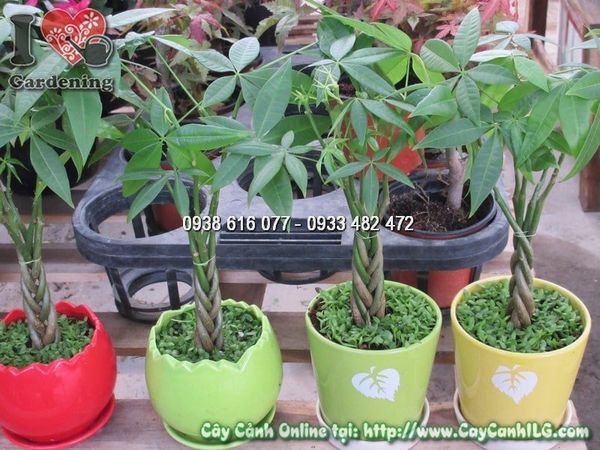 Cây Kim Ngân – Ý Nghĩa, Cách Chăm Sóc & Mua Bán Sỉ Lẻ Giá Tốt Tại TP.HCM