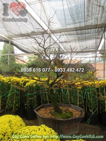 Cây Hoa Mai Giảo – Ý Nghĩa, Cách Chăm Sóc & Mua Bán Sỉ Lẻ Giá Tốt Tại TP.HCM