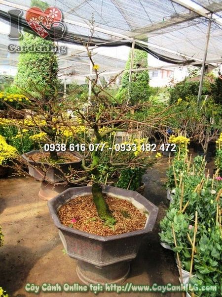 Cây Hoa Mai Giảo – Ý Nghĩa, Cách Chăm Sóc & Mua Bán Sỉ Lẻ Giá Tốt Tại TP.HCM