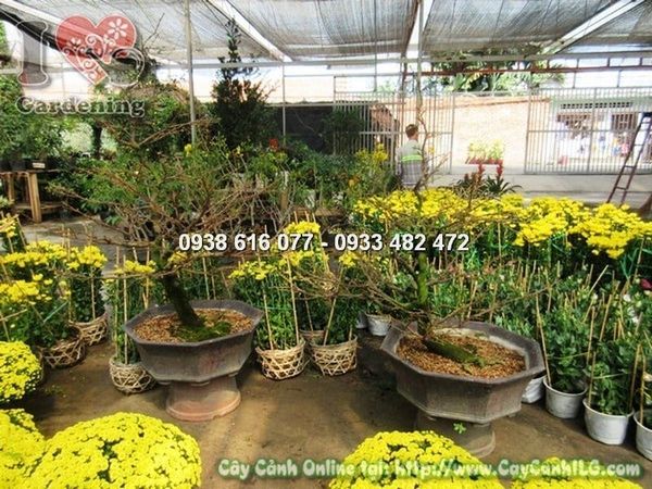 Cây Hoa Mai Giảo – Ý Nghĩa, Cách Chăm Sóc & Mua Bán Sỉ Lẻ Giá Tốt Tại TP.HCM