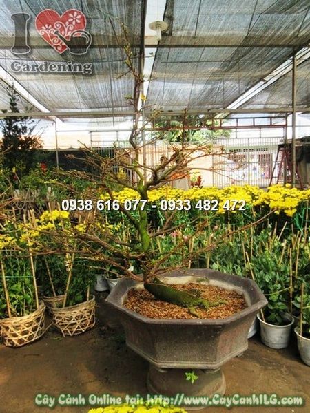 Cây Hoa Mai Giảo – Ý Nghĩa, Cách Chăm Sóc & Mua Bán Sỉ Lẻ Giá Tốt Tại TP.HCM