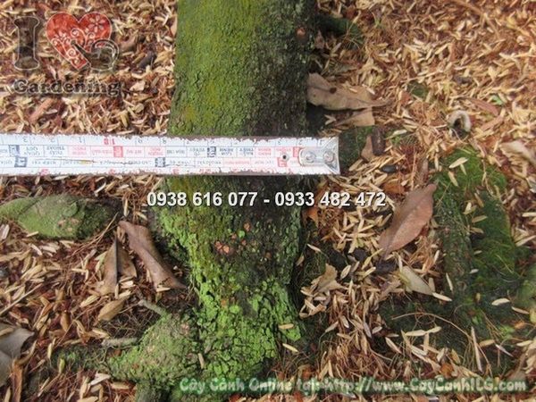 Cây Hoa Mai Giảo – Ý Nghĩa, Cách Chăm Sóc & Mua Bán Sỉ Lẻ Giá Tốt Tại TP.HCM