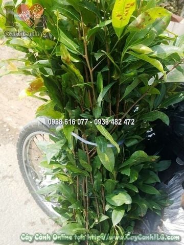 Cây Mai Vàng – Ý Nghĩa, Cách Chăm Sóc & Mua Bán Sỉ Lẻ Giá Tốt Tại TP.HCM