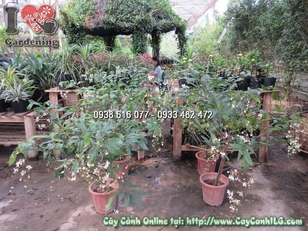 Cây Ngọc Minh Châu – Ý Nghĩa, Cách Chăm Sóc & Mua Bán Sỉ Lẻ Giá Tốt Tại TP.HCM