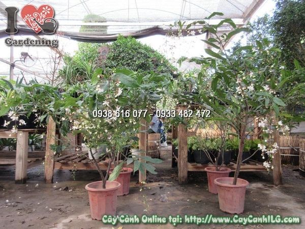 Cây Ngọc Minh Châu – Ý Nghĩa, Cách Chăm Sóc & Mua Bán Sỉ Lẻ Giá Tốt Tại TP.HCM