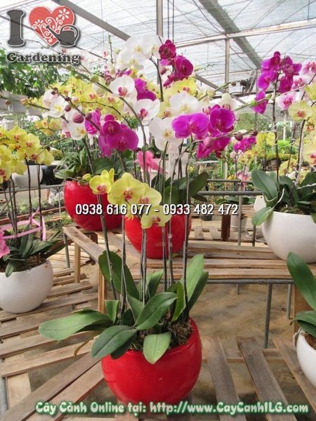 Cây Chậu Phong Lan Hồ Điệp – Ý Nghĩa, Cách Chăm Sóc & Mua Bán Sỉ Lẻ Giá Tốt Tại TP.HCM