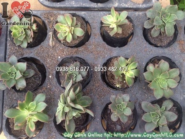 Cây Sen Đá – Ý Nghĩa, Cách Chăm Sóc & Mua Bán Sỉ Lẻ Giá Tốt Tại TP.HCM