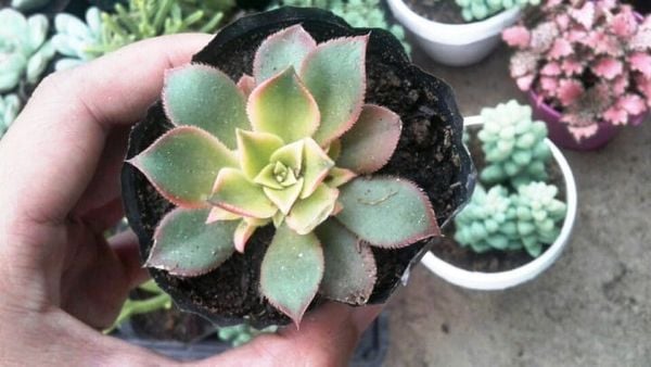 Cây Sen Đá – Ý Nghĩa, Cách Chăm Sóc & Mua Bán Sỉ Lẻ Giá Tốt Tại TP.HCM