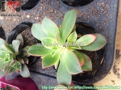 Cây Sen Đá – Ý Nghĩa, Cách Chăm Sóc & Mua Bán Sỉ Lẻ Giá Tốt Tại TP.HCM
