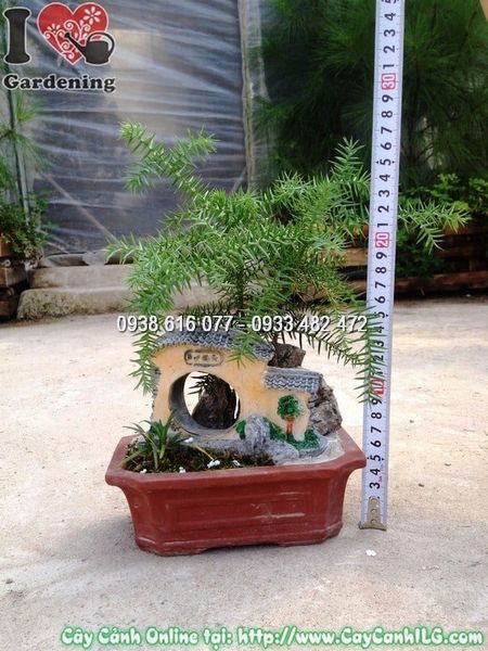 Cây Tùng Tiểu Cảnh – Ý Nghĩa, Cách Chăm Sóc & Mua Bán Sỉ Lẻ Giá Tốt Tại TP.HCM