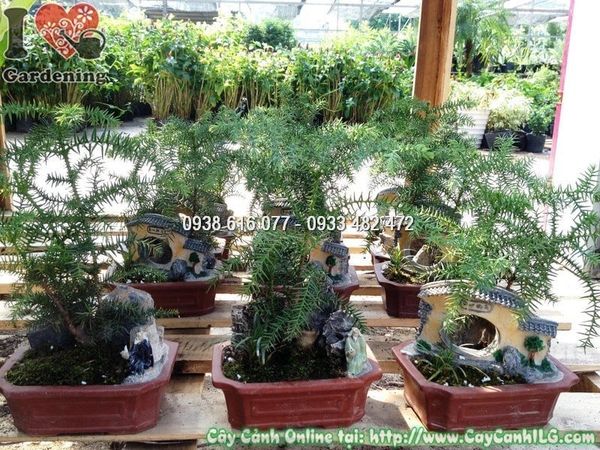 Cây Tùng Tiểu Cảnh – Ý Nghĩa, Cách Chăm Sóc & Mua Bán Sỉ Lẻ Giá Tốt Tại TP.HCM