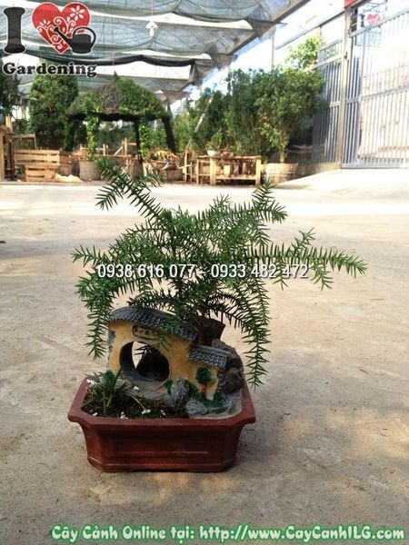 Cây Tùng Tiểu Cảnh – Ý Nghĩa, Cách Chăm Sóc & Mua Bán Sỉ Lẻ Giá Tốt Tại TP.HCM