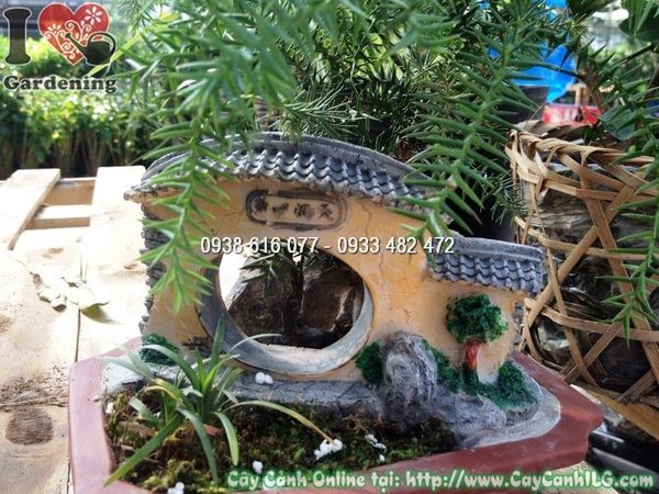 Cây Tùng Tiểu Cảnh – Ý Nghĩa, Cách Chăm Sóc & Mua Bán Sỉ Lẻ Giá Tốt Tại TP.HCM