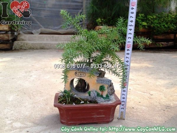 Cây Tùng Tiểu Cảnh – Ý Nghĩa, Cách Chăm Sóc & Mua Bán Sỉ Lẻ Giá Tốt Tại TP.HCM