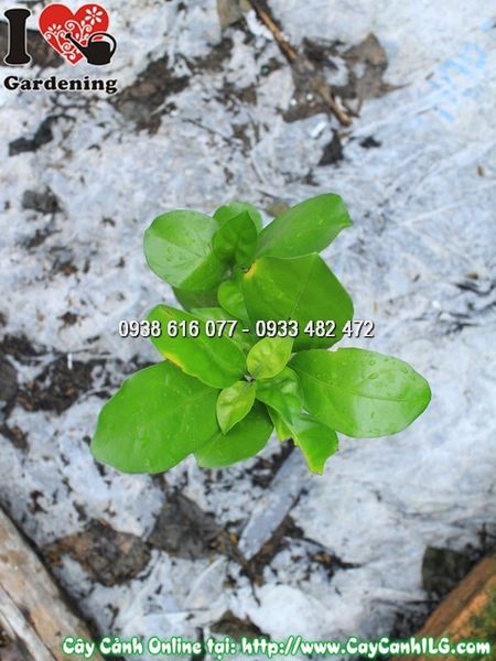 Cây Ắc Ó – Ý Nghĩa, Cách Chăm Sóc & Mua Bán Sỉ Lẻ Giá Tốt Tại TP.HCM