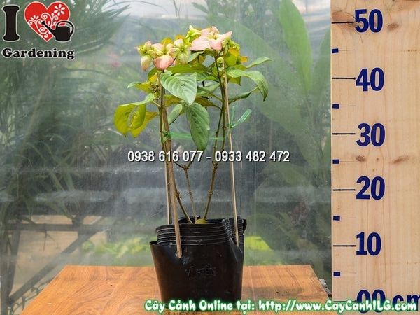 Cây Bướm Hồng – Ý Nghĩa, Cách Chăm Sóc & Mua Bán Sỉ Lẻ Giá Tốt Tại TP.HCM