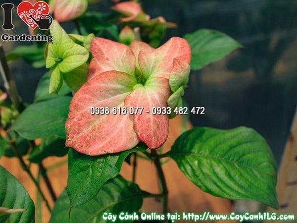 Cây Bướm Hồng – Ý Nghĩa, Cách Chăm Sóc & Mua Bán Sỉ Lẻ Giá Tốt Tại TP.HCM