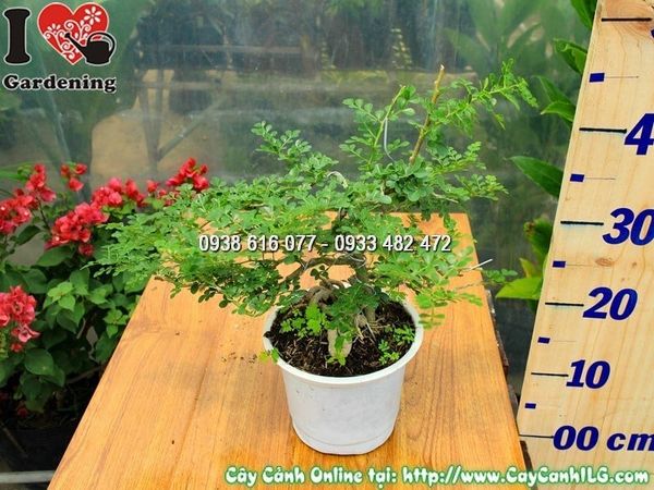 Cây Cần Thăng – Ý Nghĩa, Cách Chăm Sóc & Mua Bán Sỉ Lẻ Giá Tốt Tại TP.HCM