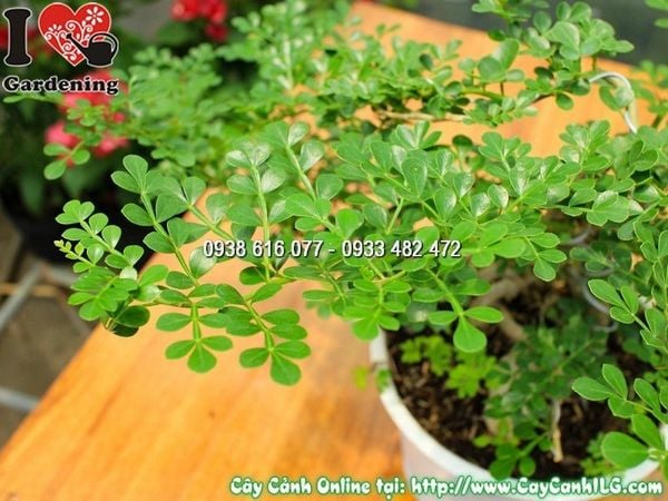 Cây Cần Thăng – Ý Nghĩa, Cách Chăm Sóc & Mua Bán Sỉ Lẻ Giá Tốt Tại TP.HCM