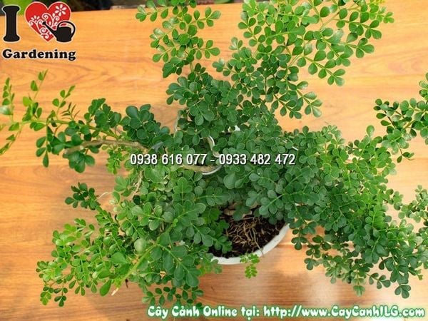 Cây Cần Thăng – Ý Nghĩa, Cách Chăm Sóc & Mua Bán Sỉ Lẻ Giá Tốt Tại TP.HCM