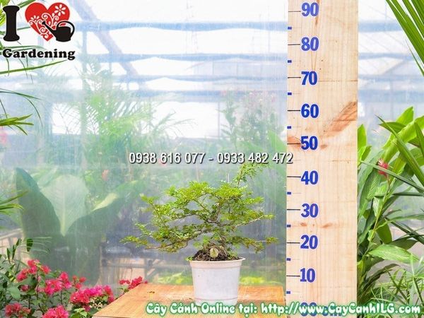 Cây Cần Thăng – Ý Nghĩa, Cách Chăm Sóc & Mua Bán Sỉ Lẻ Giá Tốt Tại TP.HCM