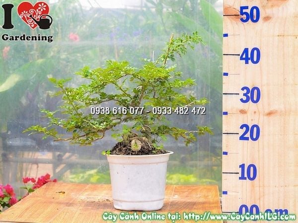 Cây Cần Thăng – Ý Nghĩa, Cách Chăm Sóc & Mua Bán Sỉ Lẻ Giá Tốt Tại TP.HCM