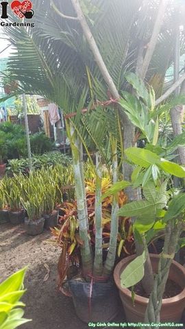 Mua Bán Cây Cau Đài Loan Sỉ & Lẻ Giá Tốt TP. Hồ Chí Minh