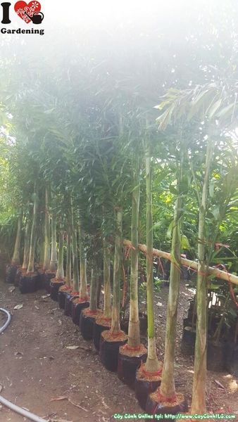 Cây Cau Đuôi Chồn – Ý Nghĩa, Cách Chăm Sóc & Mua Bán Sỉ Lẻ Giá Tốt Tại TP.HCM