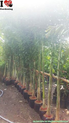 Cây Cau Đuôi Chồn – Ý Nghĩa, Cách Chăm Sóc & Mua Bán Sỉ Lẻ Giá Tốt Tại TP.HCM