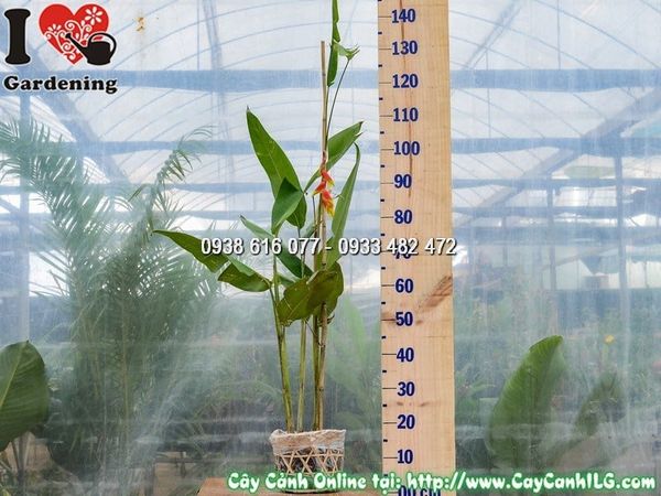 Cây Chuối Pháo – Ý Nghĩa, Cách Chăm Sóc & Mua Bán Sỉ Lẻ Giá Tốt Tại TP.HCM