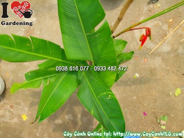Cây Chậu Chuối Pháo – Ý Nghĩa, Cách Chăm Sóc & Mua Bán Sỉ Lẻ Giá Tốt Tại TP.HCM