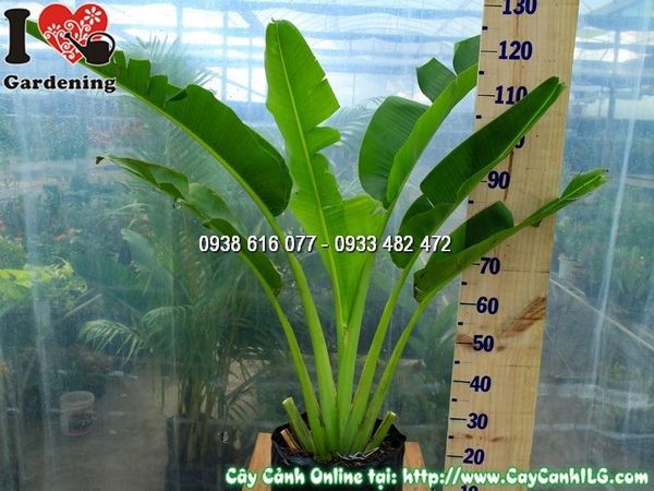Cây Chuối Rẻ Quạt – Ý Nghĩa, Cách Chăm Sóc & Mua Bán Sỉ Lẻ Giá Tốt Tại TP.HCM
