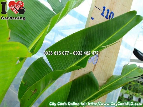 Cây Chuối Rẻ Quạt – Ý Nghĩa, Cách Chăm Sóc & Mua Bán Sỉ Lẻ Giá Tốt Tại TP.HCM