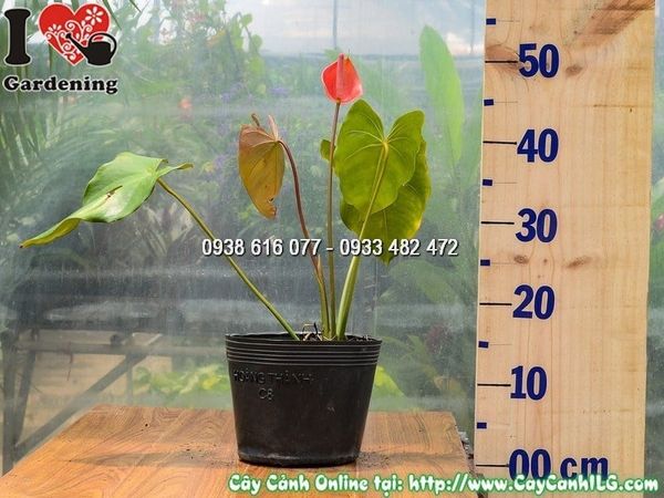 Cây Đại Hồng Môn Hoa Đỏ – Ý Nghĩa, Cách Chăm Sóc & Mua Bán Sỉ Lẻ Giá Tốt Tại TP.HCM