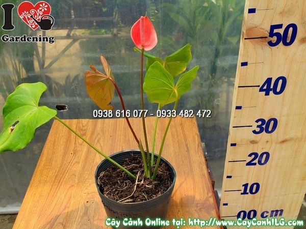 Cây Đại Hồng Môn Hoa Đỏ – Ý Nghĩa, Cách Chăm Sóc & Mua Bán Sỉ Lẻ Giá Tốt Tại TP.HCM