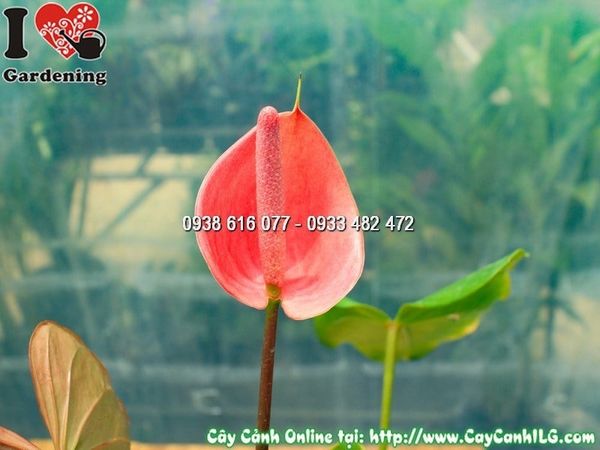 Cây Đại Hồng Môn Hoa Đỏ – Ý Nghĩa, Cách Chăm Sóc & Mua Bán Sỉ Lẻ Giá Tốt Tại TP.HCM