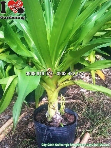 Cây Đại Tướng Quân – Ý Nghĩa, Cách Chăm Sóc & Mua Bán Sỉ Lẻ Giá Tốt Tại TP.HCM