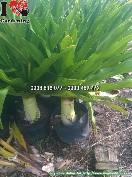 Cây Đại Tướng Quân – Ý Nghĩa, Cách Chăm Sóc & Mua Bán Sỉ Lẻ Giá Tốt Tại TP.HCM