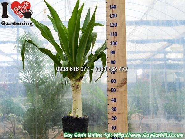 Cây Đại Tướng Quân – Ý Nghĩa, Cách Chăm Sóc & Mua Bán Sỉ Lẻ Giá Tốt Tại TP.HCM