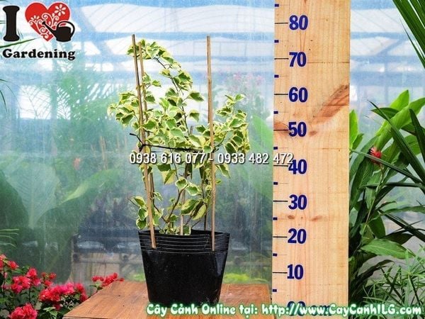 Cây Hoa Giấy Cẩm Thạch – Ý Nghĩa, Cách Chăm Sóc & Mua Bán Sỉ Lẻ Giá Tốt Tại TP.HCM